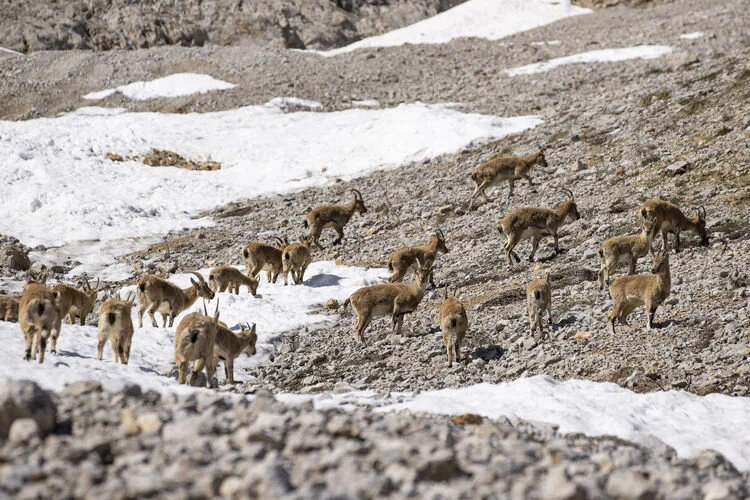 Munzur Dağları'nda yaşayan yaban keçileri sürü halinde görüntülendi