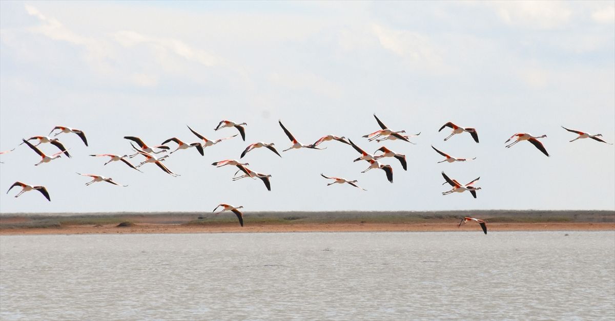 Tuz Gölü yazlıkçı flamingoları ağırlamaya başladı