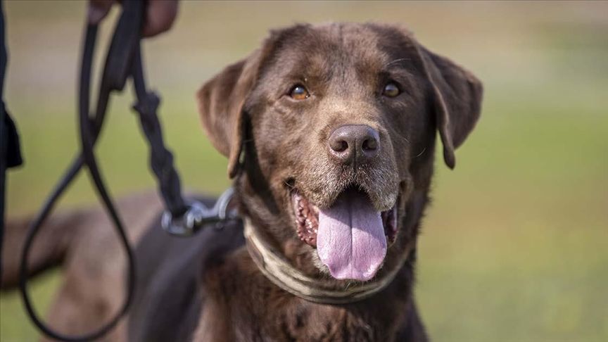 Arama kurtarma köpeği "Moka" her gün 3 saatlik eğitimle olası afetlere hazırlanıyor