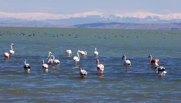 Eğirdir Gölü'nde kışlayan flamingoların vücutlarında buz sarkıtları oluştu