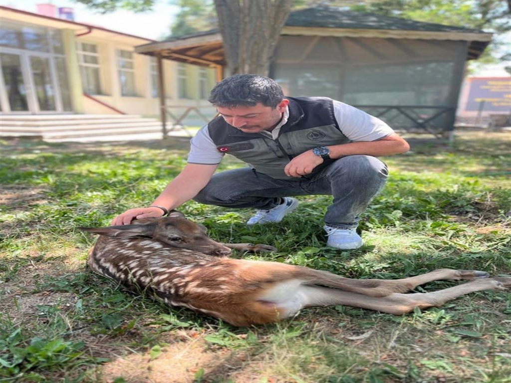 Yaralı geyik yavrusunu devriye gezen orman ekibi kurtardı