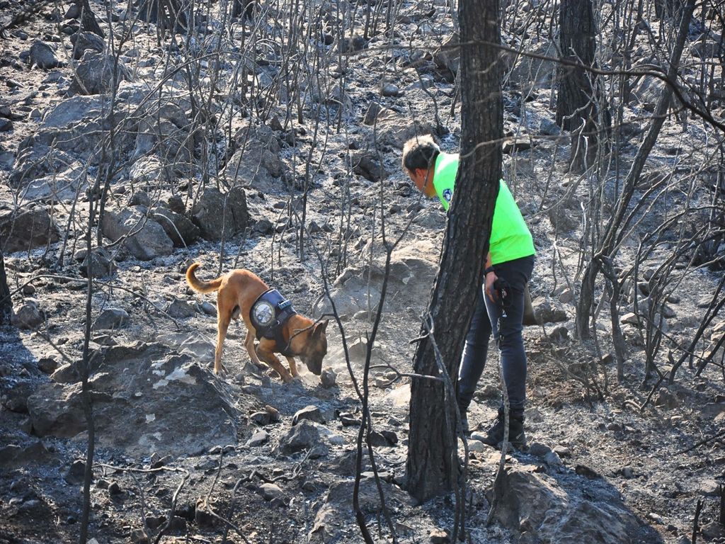 Yangın tespit köpeği 'Ateş', şüpheli yangınların izini sürüyor