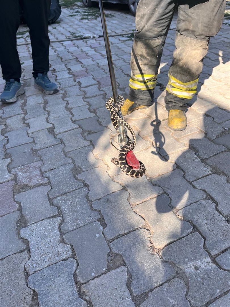 Konya'da evin bodrumuna giren yılan itfaiye ekibince yakalandı