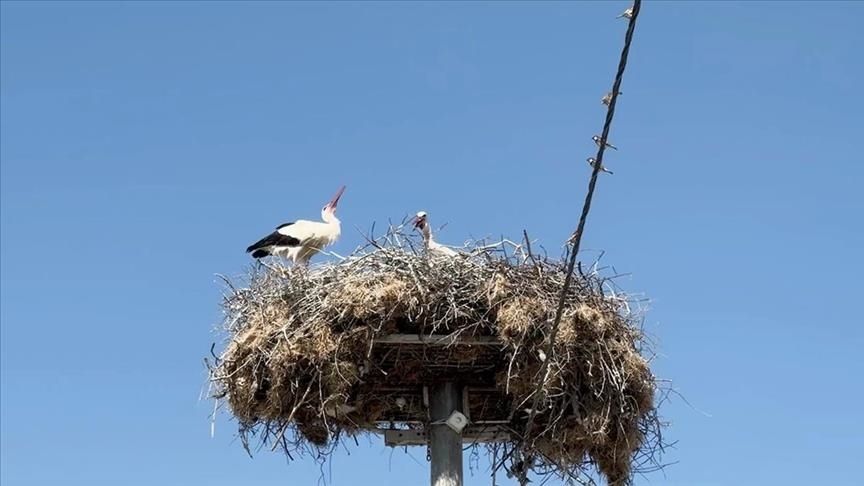 Yaren leyleğin yavruları göç yolculuğuna başladı