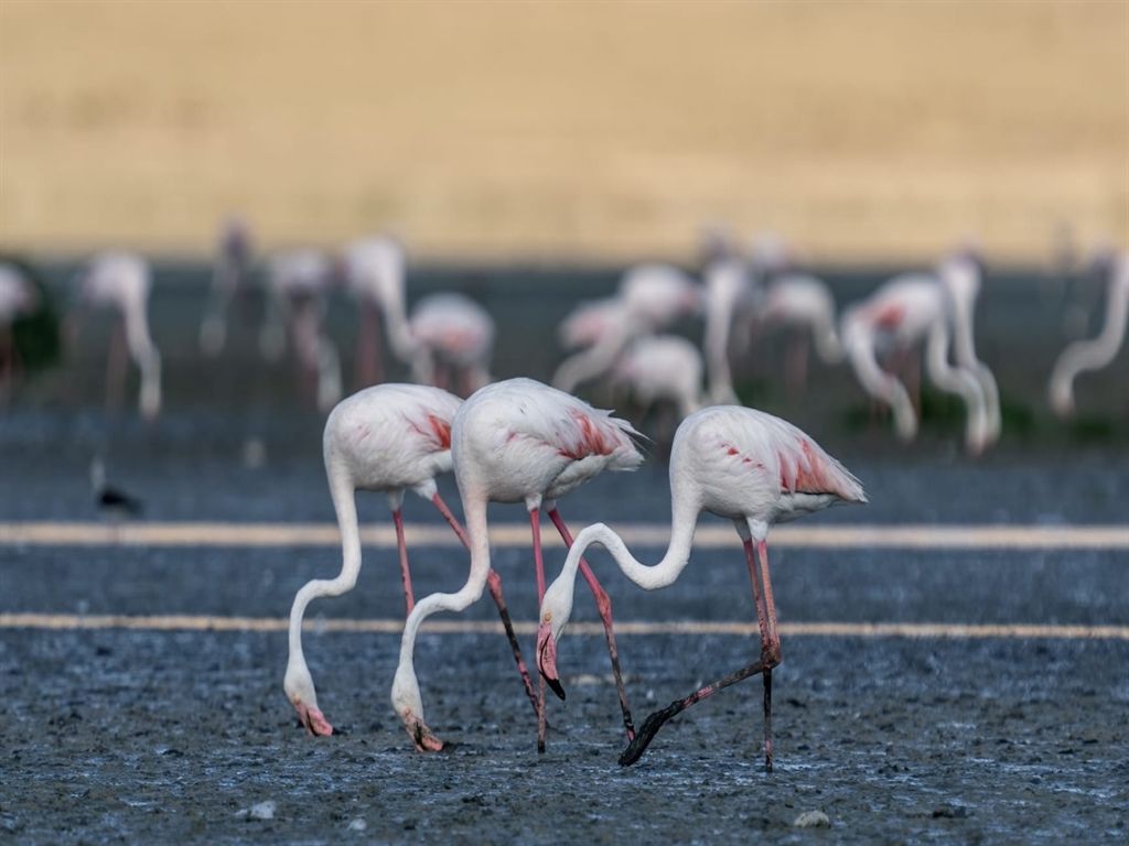 Flamingolar Tuz Gölü'ne gelmeye başladı