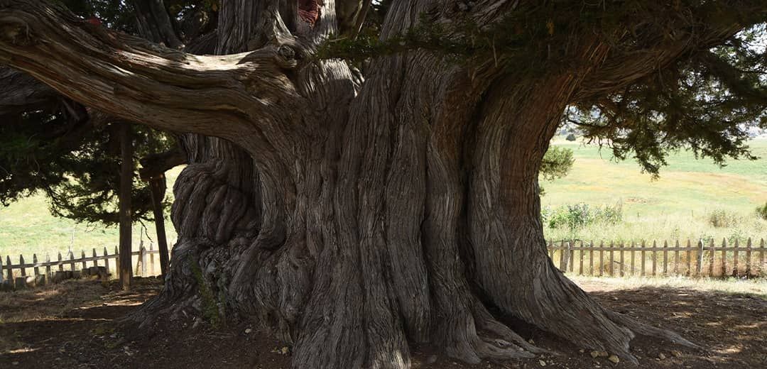 Konya’da 2 bin yıllık sır: Bu ağacı ziyaret edenlerin kaderi mi değişiyor?