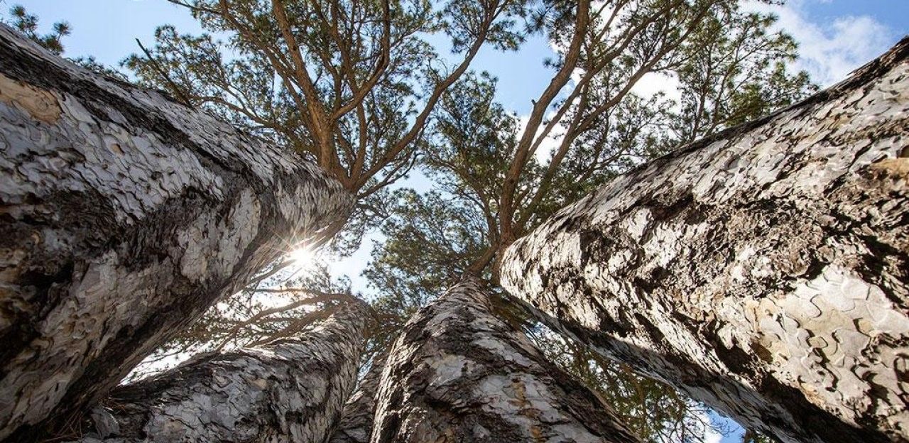 Konya’da bu ağacı gören şaşırıp kalıyor: Böylesi daha görülmedi!