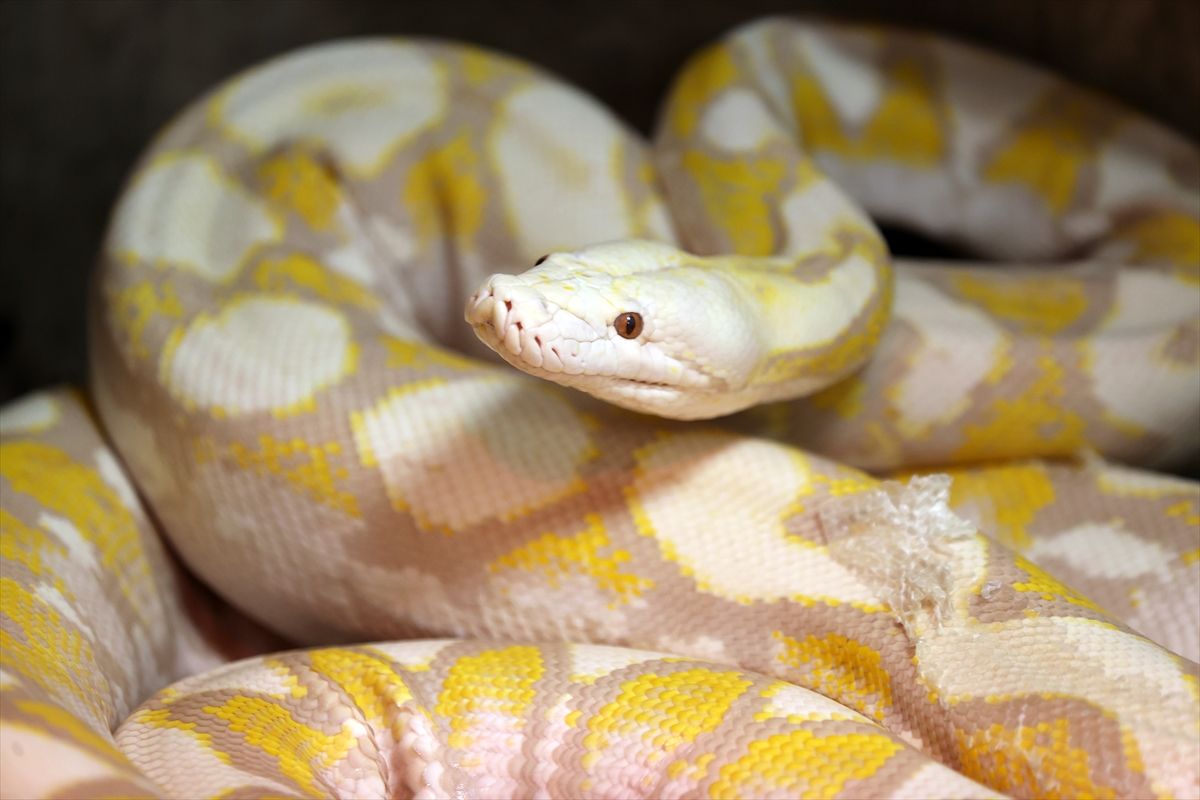 Konya'daki merkezde albino pitonlara özel şartlarda bakılıyor