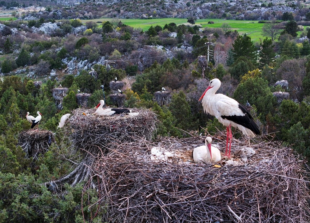 Konya'da Leylekler Vadisi'nin konukları kuluçka döneminde birbirlerine destek oluyor