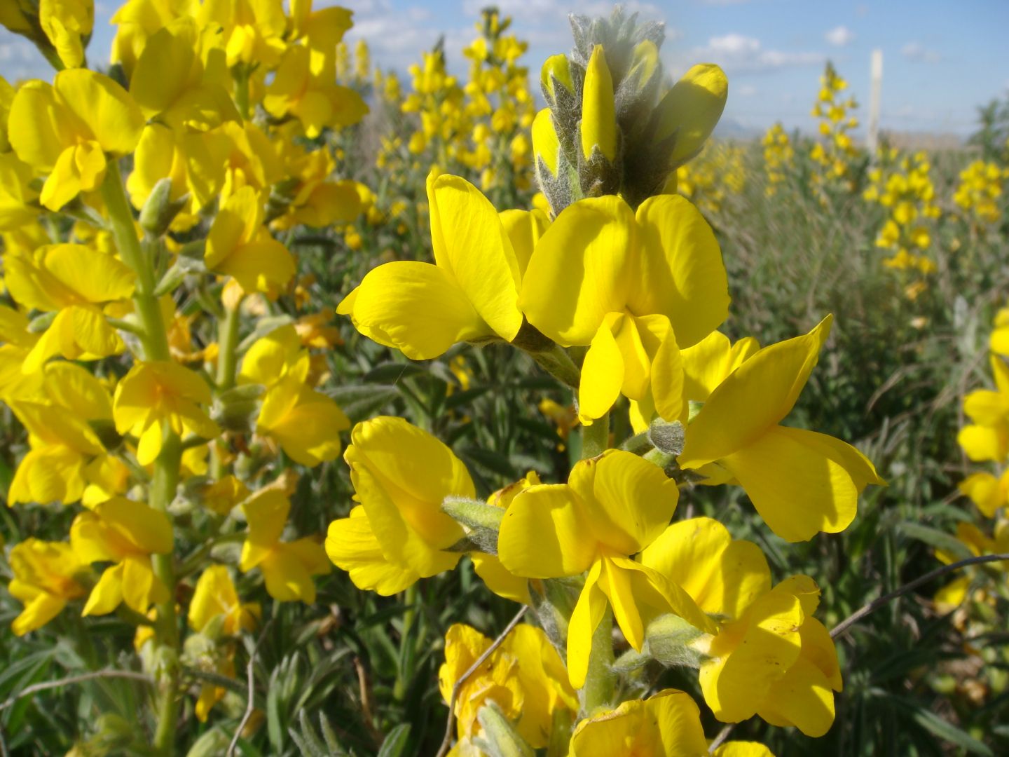 Sadece Konya’da yetişiyor: Eşi benzeri olmayan bitki yok oluyor!