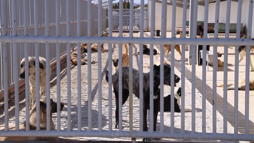 Konya'da bir kişiyi ısıran köpeğin sahibine 108 bin lira ceza
