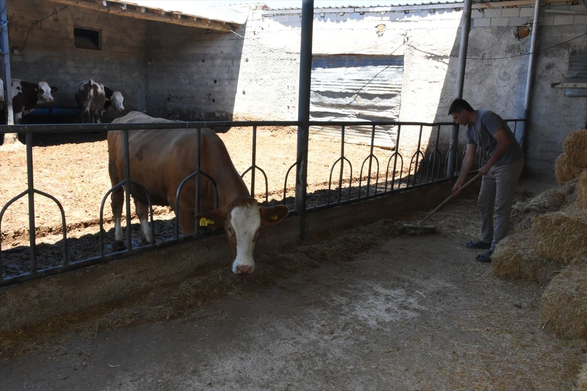 22 Yaşında Kendi Çiftliğini Kurdu! Hadimli Genç Üretici Başarı Hikâyesi Yazıyor