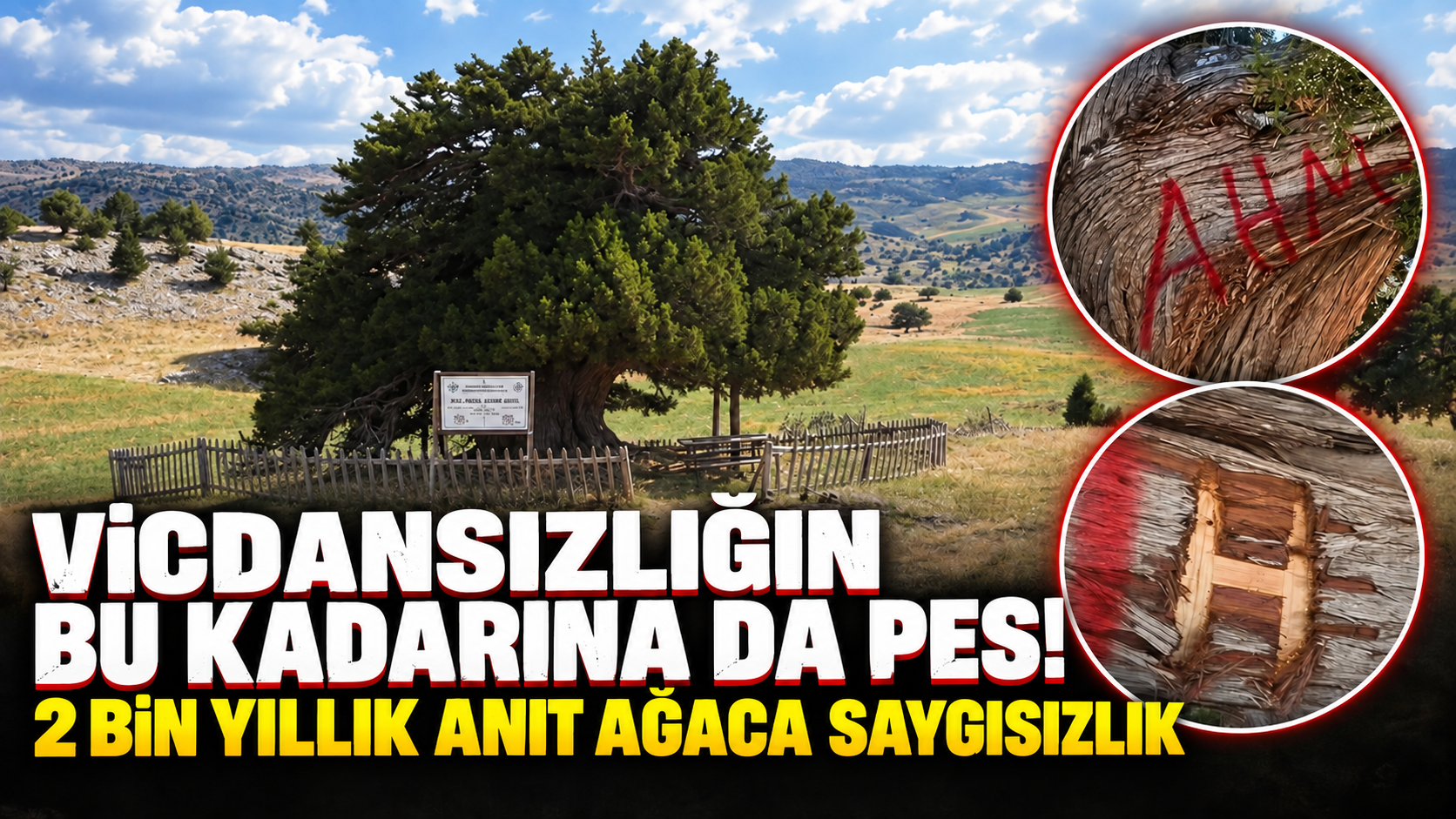 Yer Konya...  Vicdansızlığın bu kadarına da pes! 2 bin yıllık anıt ağaca saygısızlık